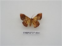 藏品(尺蛾282)的圖片